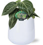 Peperomia Sarcophylla - Ø15cm - ↕25cm + Puglia Pot D16,5/18x16cm - Wit