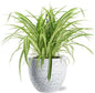 Chlorophytum Comosum Variegatum - Ø17cm - ↕30cm + Tim Pot D18x16cm - Wit