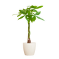 Pachira Aquatica met Viber wit - 80cm - Ø21