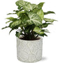 Syngonium Arrow - Ø12cm - ↕25cm + Stone Pot Circles D13x11,5cm - Wit