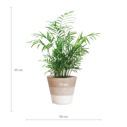Chamadorea Elegans met Mand Lissabon wit - 55cm - Ø17