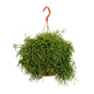 Rhipsalis Baccifera Oasis - Ø17cm - ↕45cm