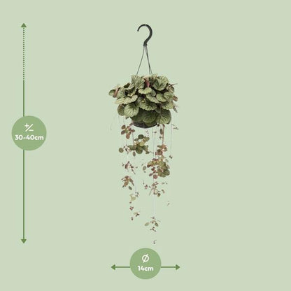 Saxifraga Stolonifera - Ø14cm - ↕38cm