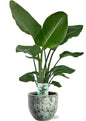 Strelitzia Nicolai - Ø19cm - ↕90cm + Sem Pot D20x18cm - Groen