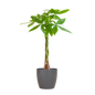 Pachira Aquatica met Viber grijs - 80cm - Ø21